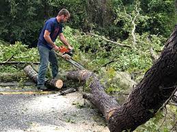 Best Hazardous Tree Removal  in Plains, MT